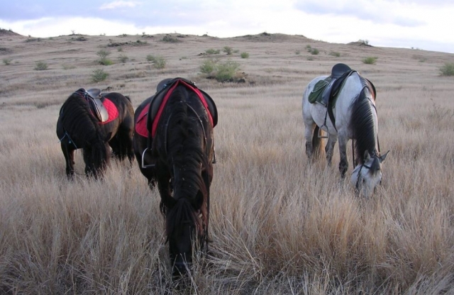  Pausa en medio de la sabana durante un paseo de caballo 