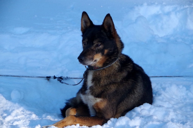 Conway, one of the dogs of the pack 