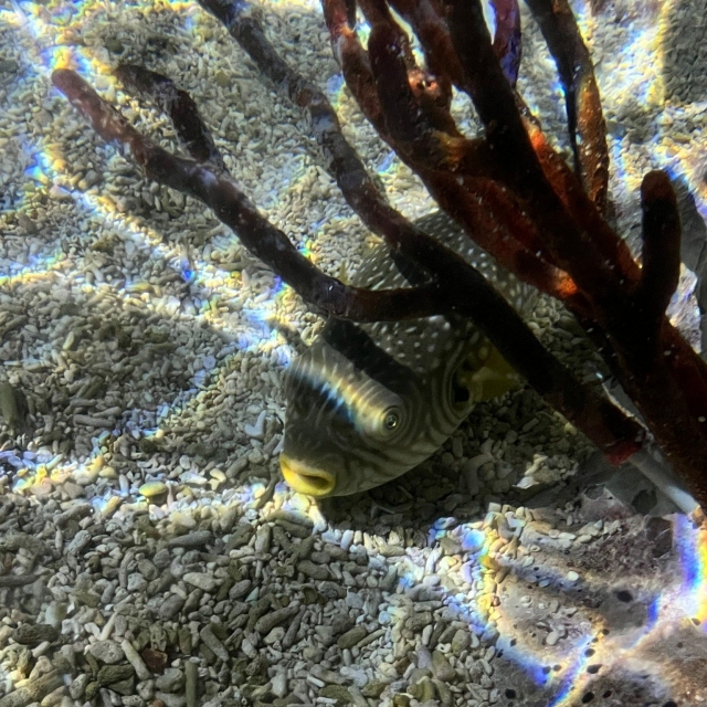 Les poissons de l'aquarium