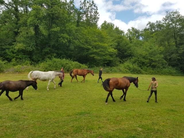  I nostri cavalli che passeggiano in un prato