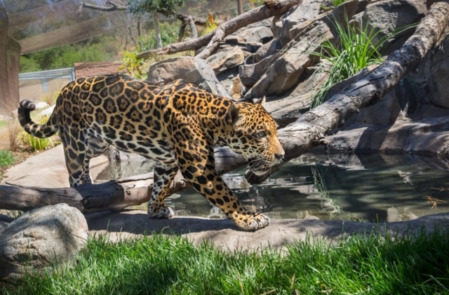  Our Big Tomcat: The Jaguar 