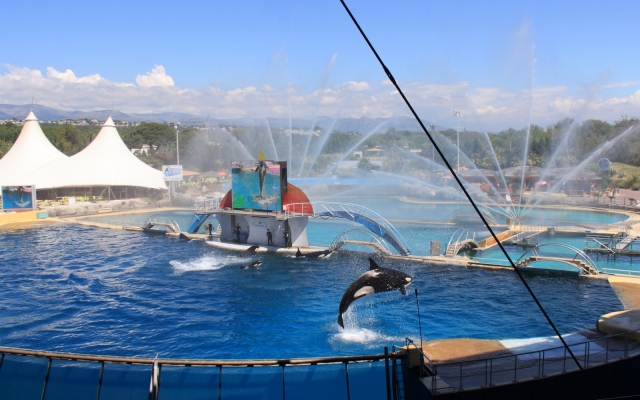 Il parco e un'orca che gioca in piscina 