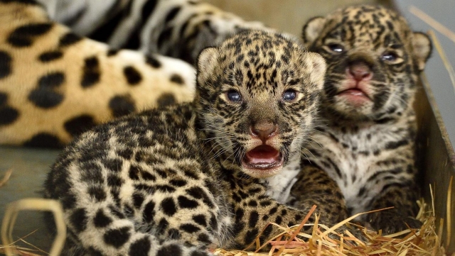 Birth of jaguars in Paris 