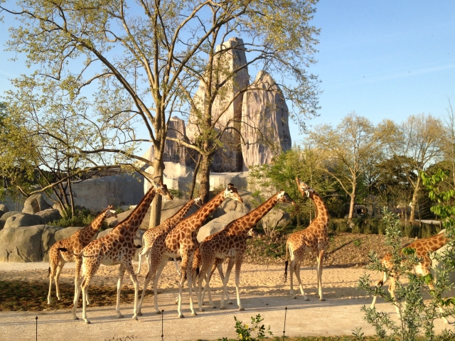  Giraffes in Paris gathering together 