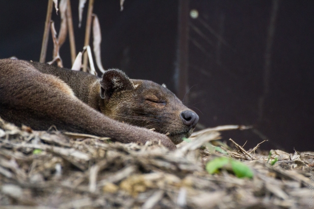  paris-zoological-park-fossa