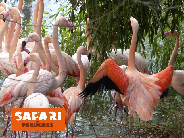 Surprenez un envol de flamants roses