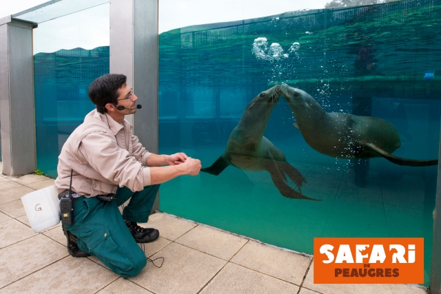 Observez les otaries dans leur bassin
