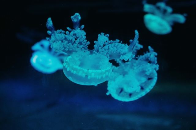  Meduse 