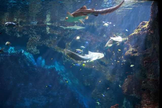  La bellezza dell'oceano