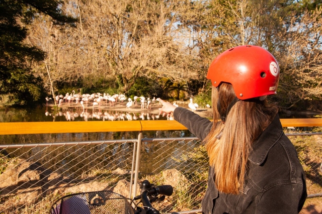在 Tête d’Or 动物园遇见粉红色的火烈鸟！ 