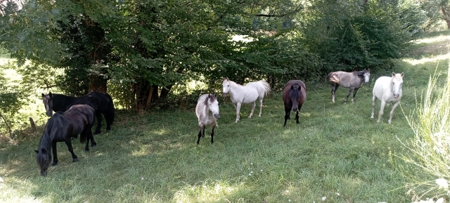  Cavalli al pascolo 