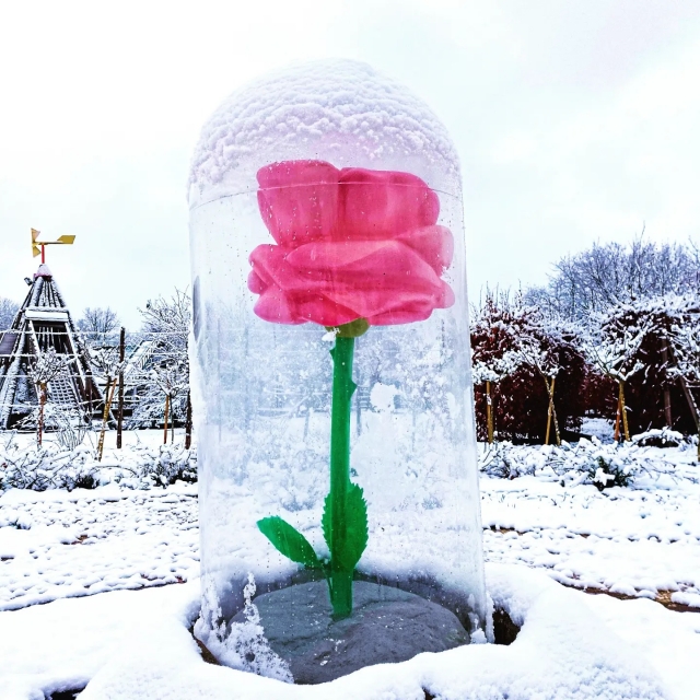 La rosa rimane protetta anche sotto la neve dell'Alsazia 