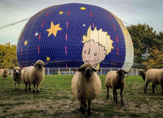  Adorabili pecorelle ti aspettano nella mini fattoria! 