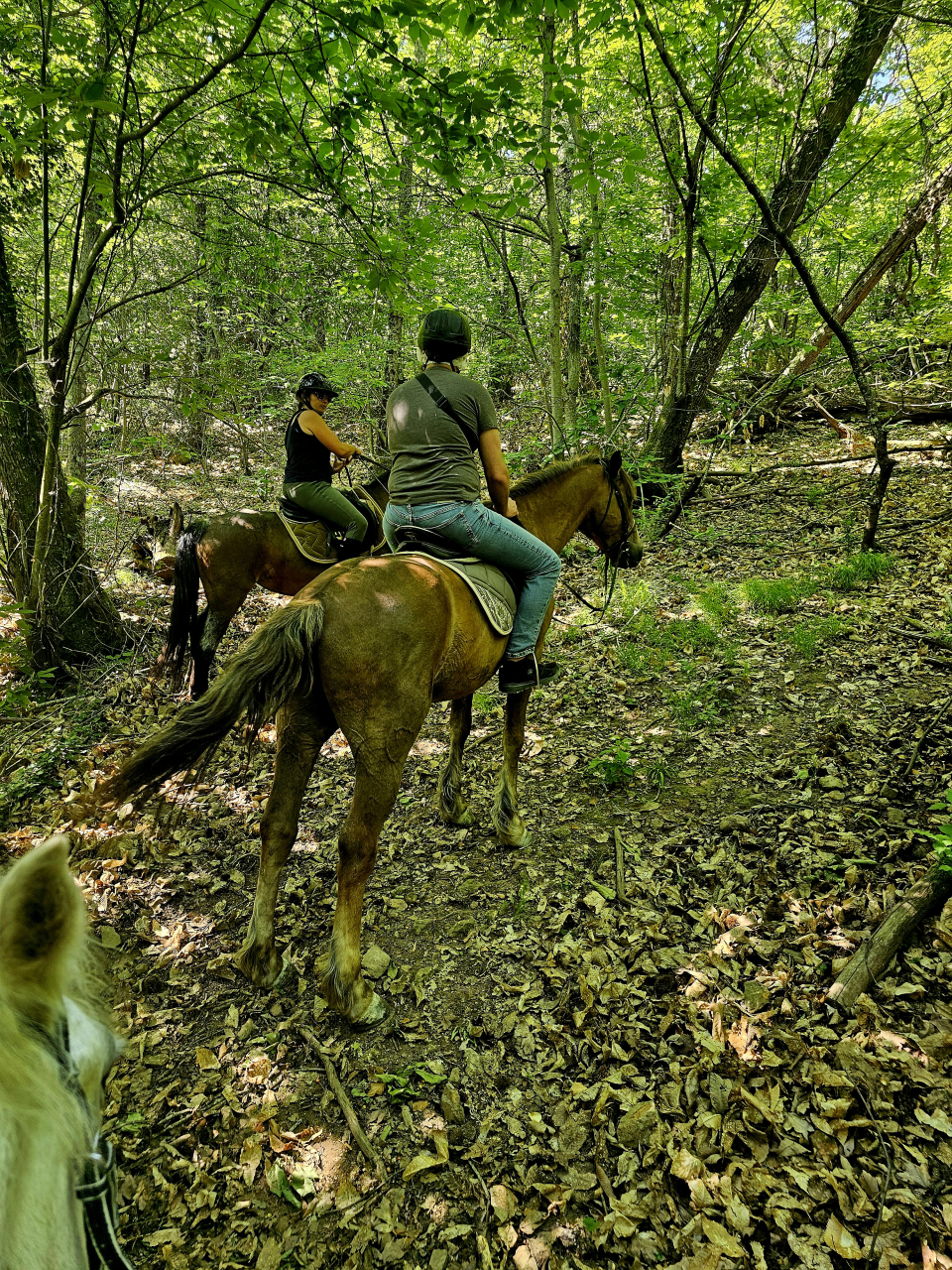 res_o-42346-randonnees-equestres_de_rossi-jonathan_17925752599171.jpg