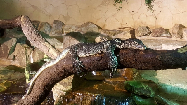  O tempo da soneca em Alligator Bay 