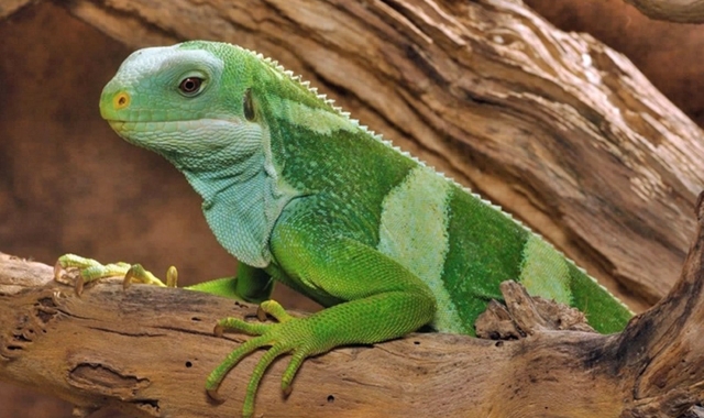  Descubra animais em cores exóticas 