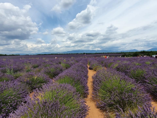  Campos de lavanda en el Alpes Marítimos 