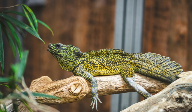  Descubre reptiles con colores sublimes 