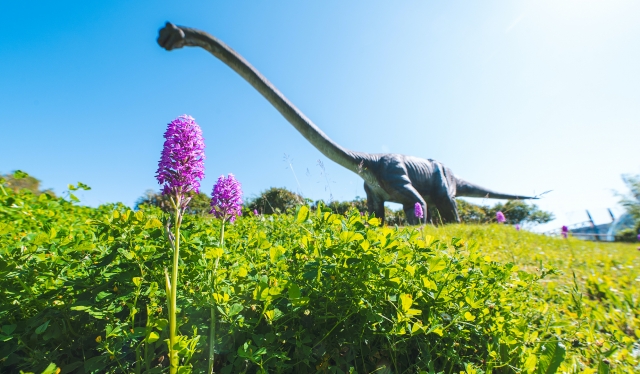  El diplodocus te impresionará 