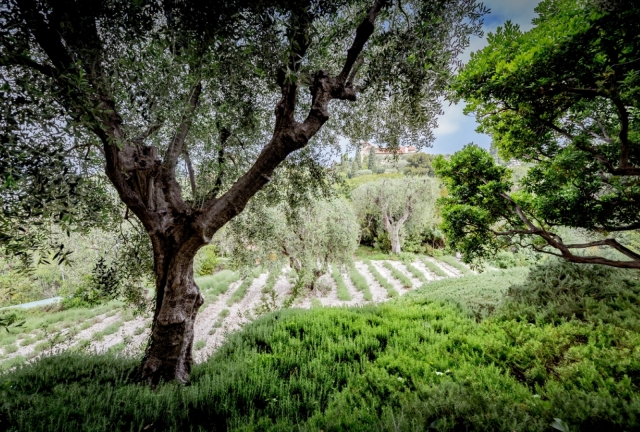  La Provenza le deslumbrará - 999 - Vista de la Riviera Francesa 