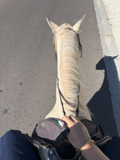 res_o-42348-randonnees-equestres_de_anne-sophie-pruvot_17925778704624.jpeg
