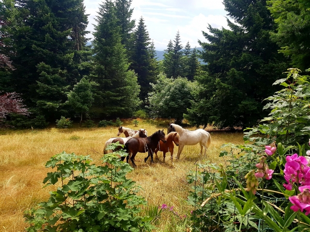  Experiências equestres