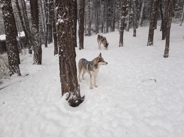 我们的狗准备好参加拉雪橇活动 