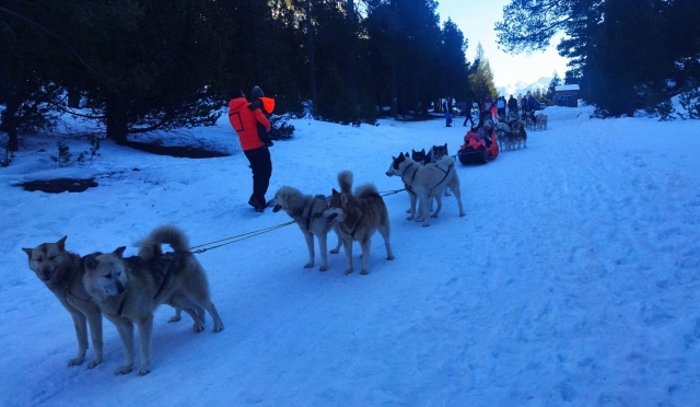 Profitez du mushing dans les Alpes