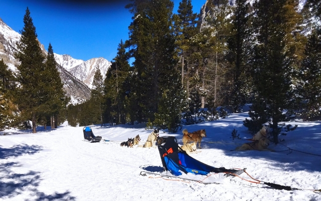 Lors d'une balade en mushing 