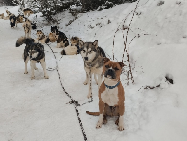 Perros nórdicos listos para tirar del trineo
