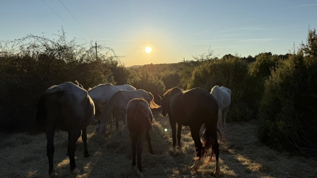  我们优先考虑马匹的福祉 