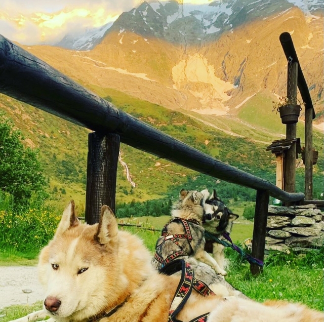  Nossas atividades caninas acontecem durante todo o ano