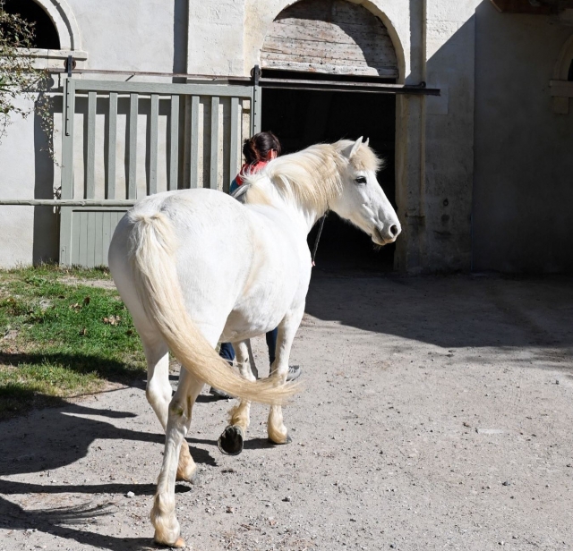  Você preparará seu cavalo para o passeio 