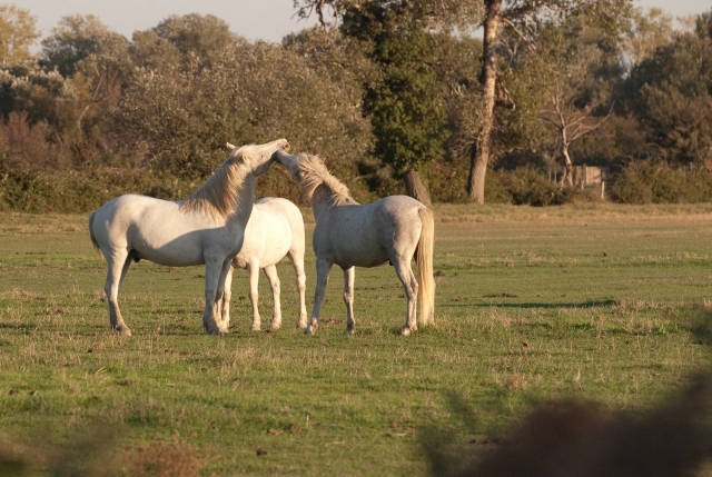  Cavalos em nossa fazenda orgânica 