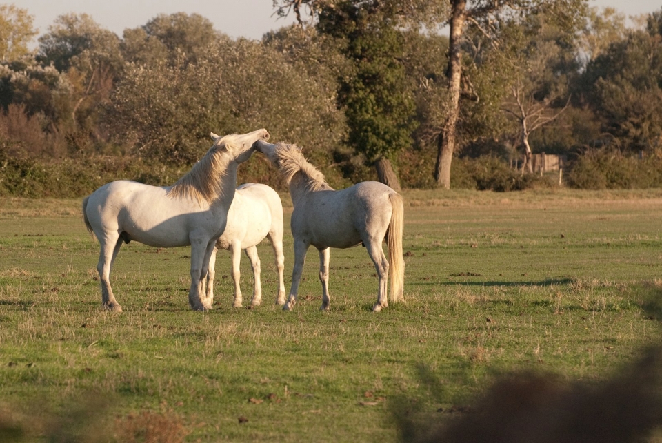  Cavalos em nossa fazenda orgânica 