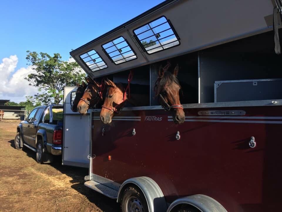 Les chevaux avant une balade