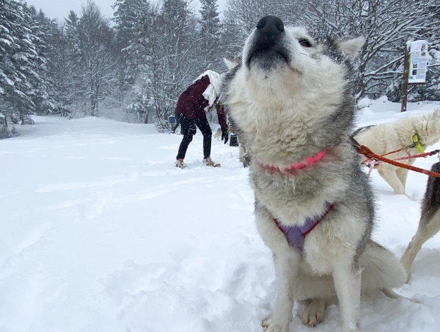  Bem-vindo aos Pirenéus-Atlânticos 