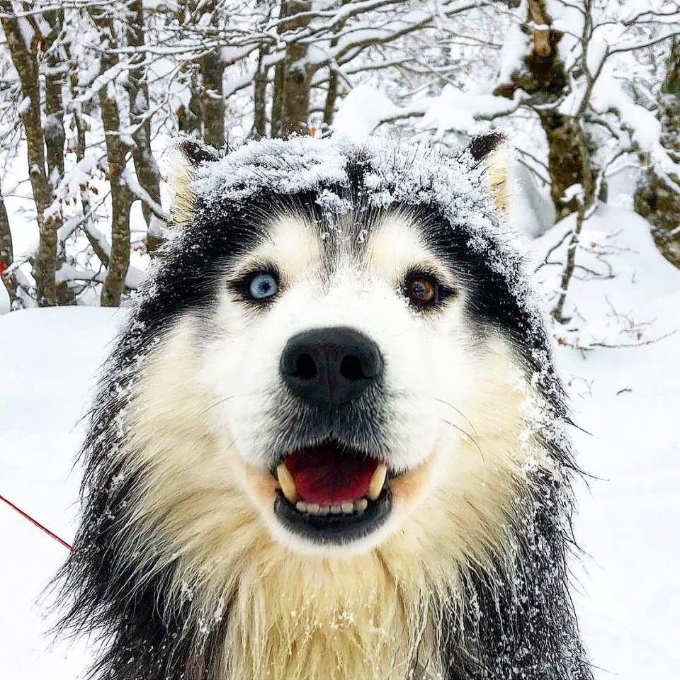  Nossos cães estão esperando por você em Pierre-Saint-Martin