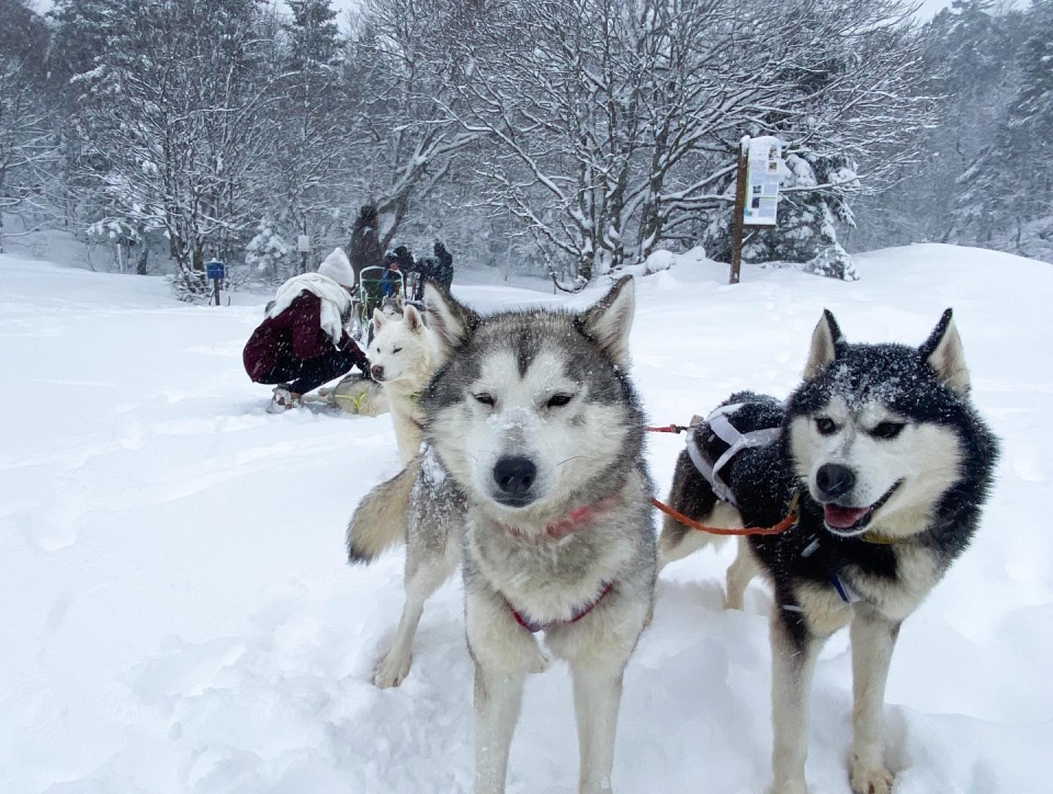  Venha fazer um batismo de cães de trenó 