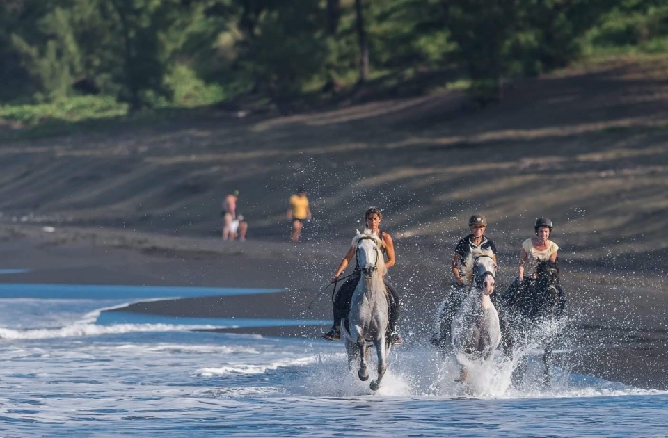  Visit Reunion on horseback! 
