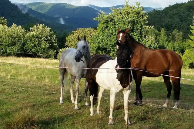  Our free horses 