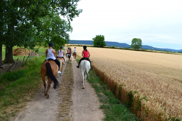  Magnificent horseback riding excursion 