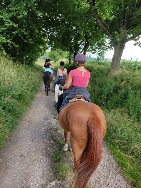  Horse riding trail for beginners 
