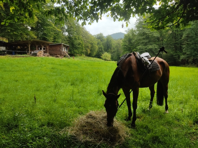  Horse lunch 