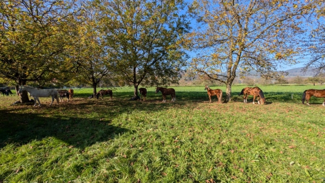 Una escapada a la naturaleza cerca de Estrasburgo 