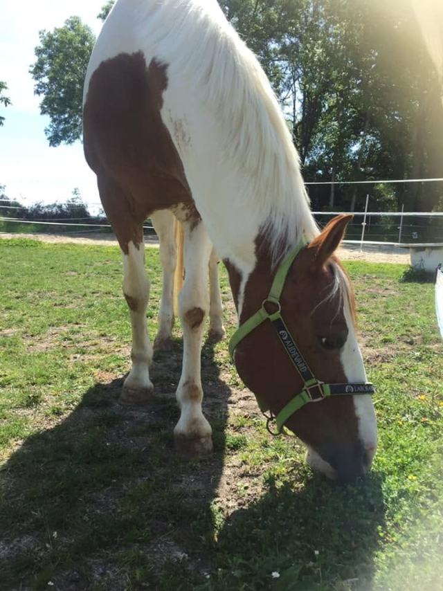  Piebald horse in the paddock 