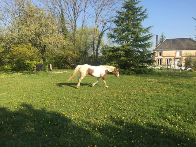  Piebald horse in the meadow, in front of the stable 