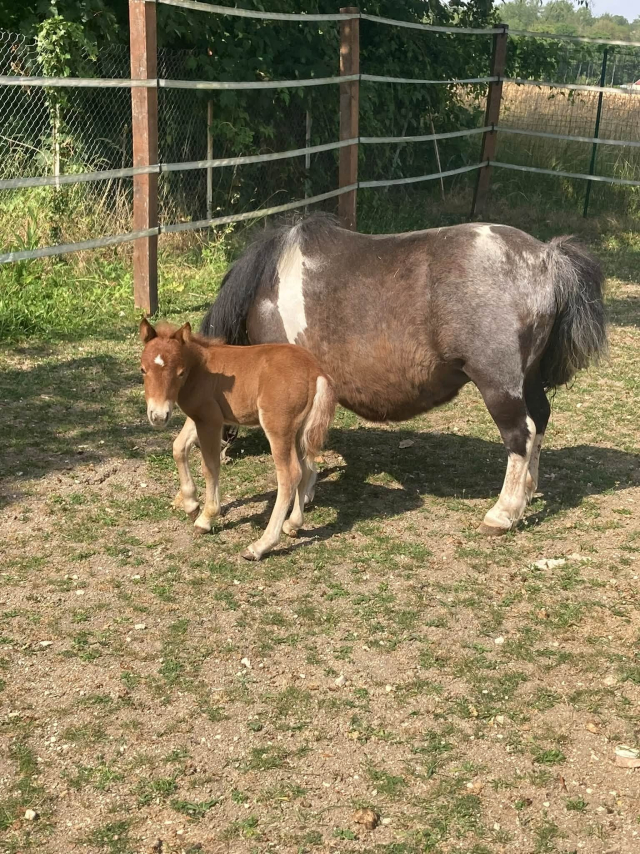  A mare and her foal in the paddock 