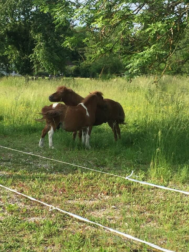  Two Shetland ponies in the meadow 