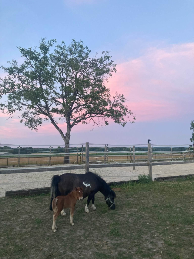  Foal and his mother at sunset